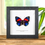 Minibeast Agrias Hybrid Butterfly In Box Frame (Agrias beatifica x Agrias claudina)