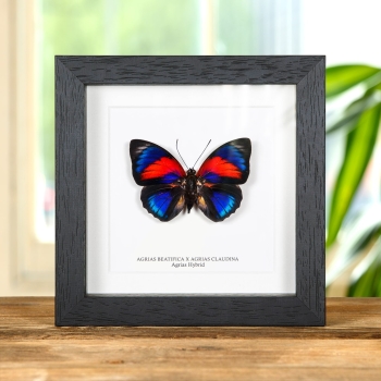 Agrias Hybrid Butterfly In Box Frame (Agrias beatifica x Agrias claudina)
