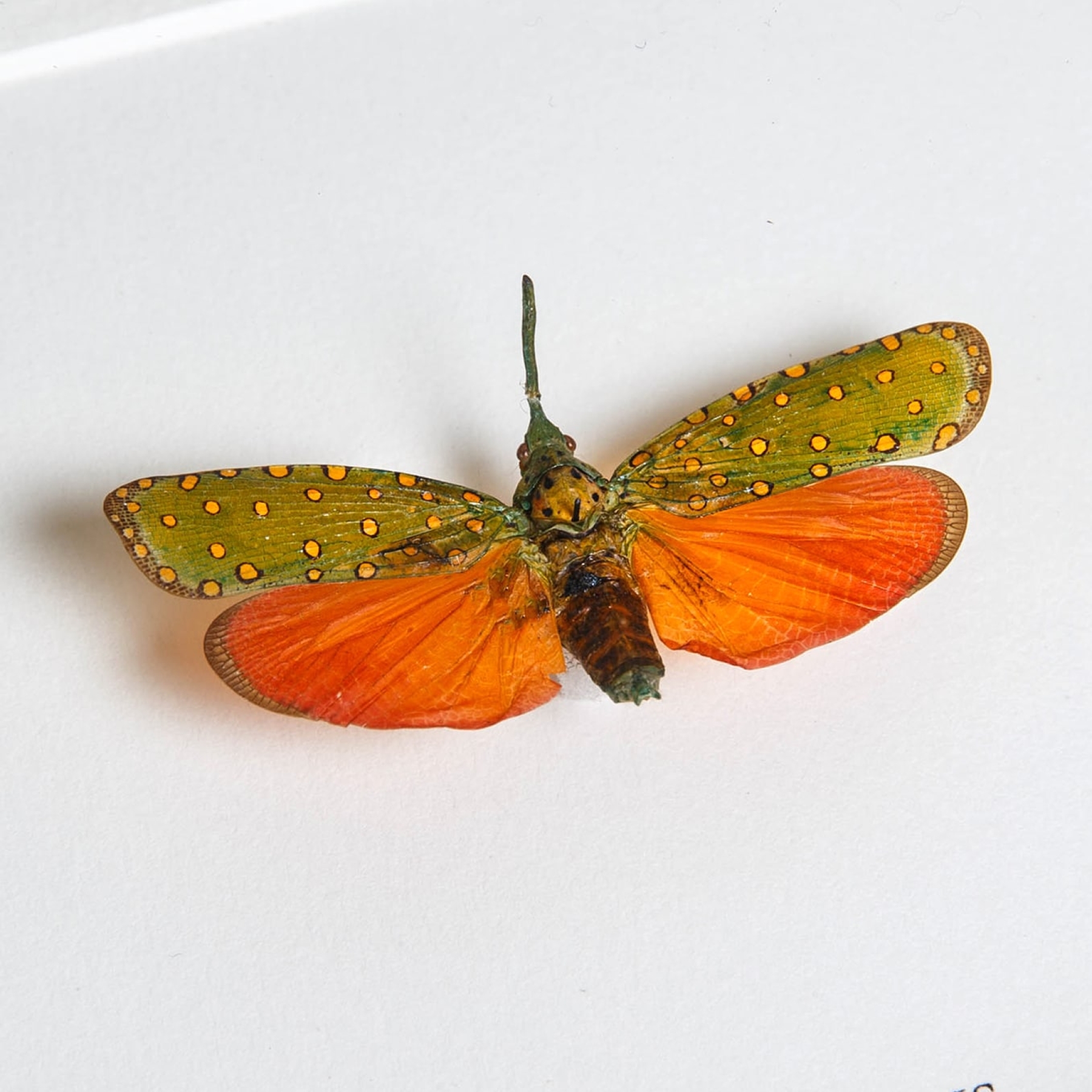 Red Lanternfly In Box Frame (Saiva cardinalis)
