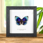 Minibeast Agrias Butterfly In Box Frame (Agrias beatifica lachaumei)