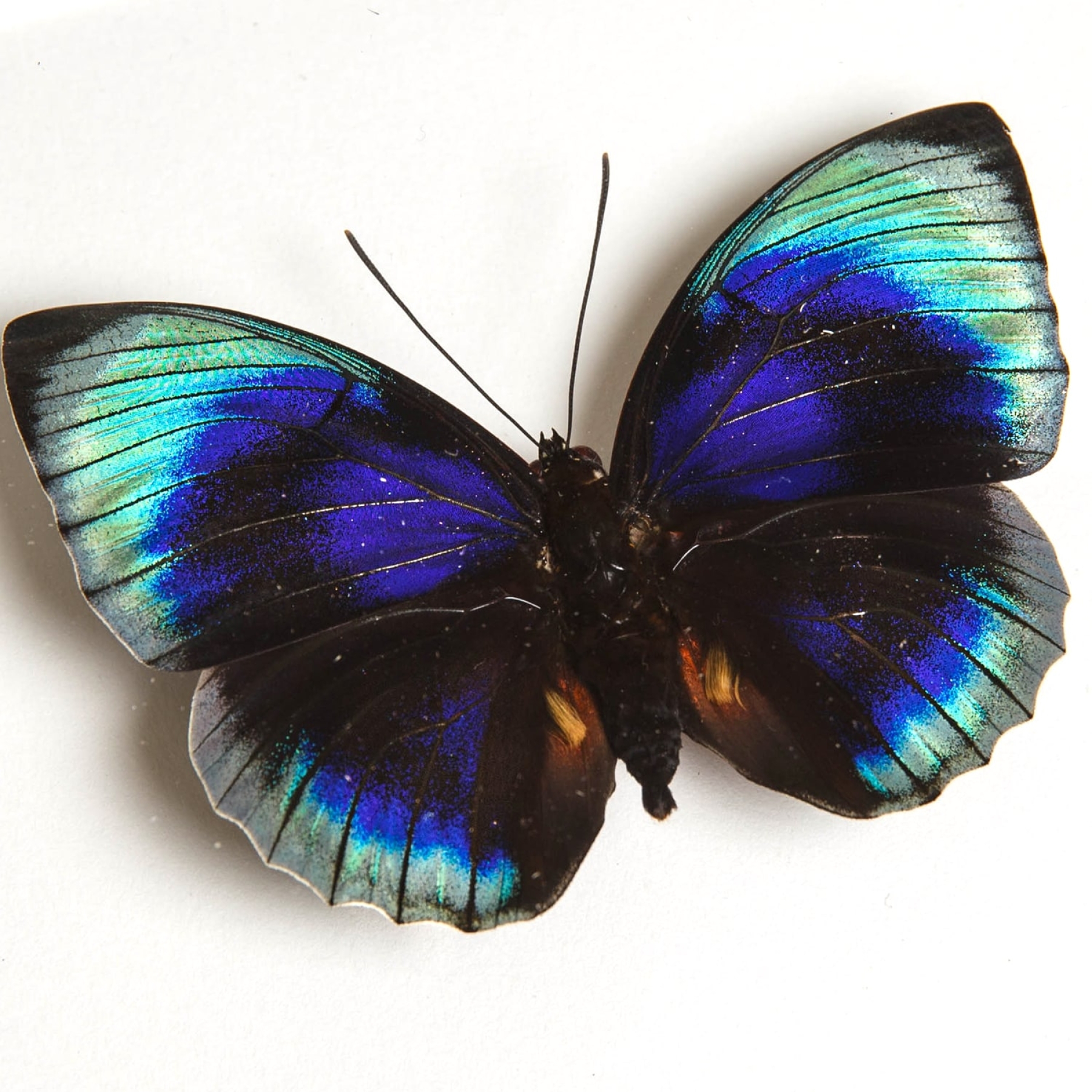 Agrias Butterfly In Box Frame (Agrias beatifica lachaumei)