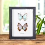 Minibeast Sulkowsky's Morpho Butterfly Male & Female Pair In Box Frame (Morpho sulkowskyi)