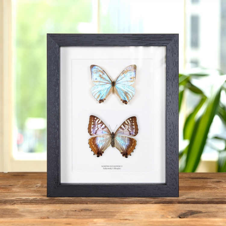 Sulkowsky's Morpho Butterfly Male & Female Pair In Box Frame (Morpho sulkowskyi)