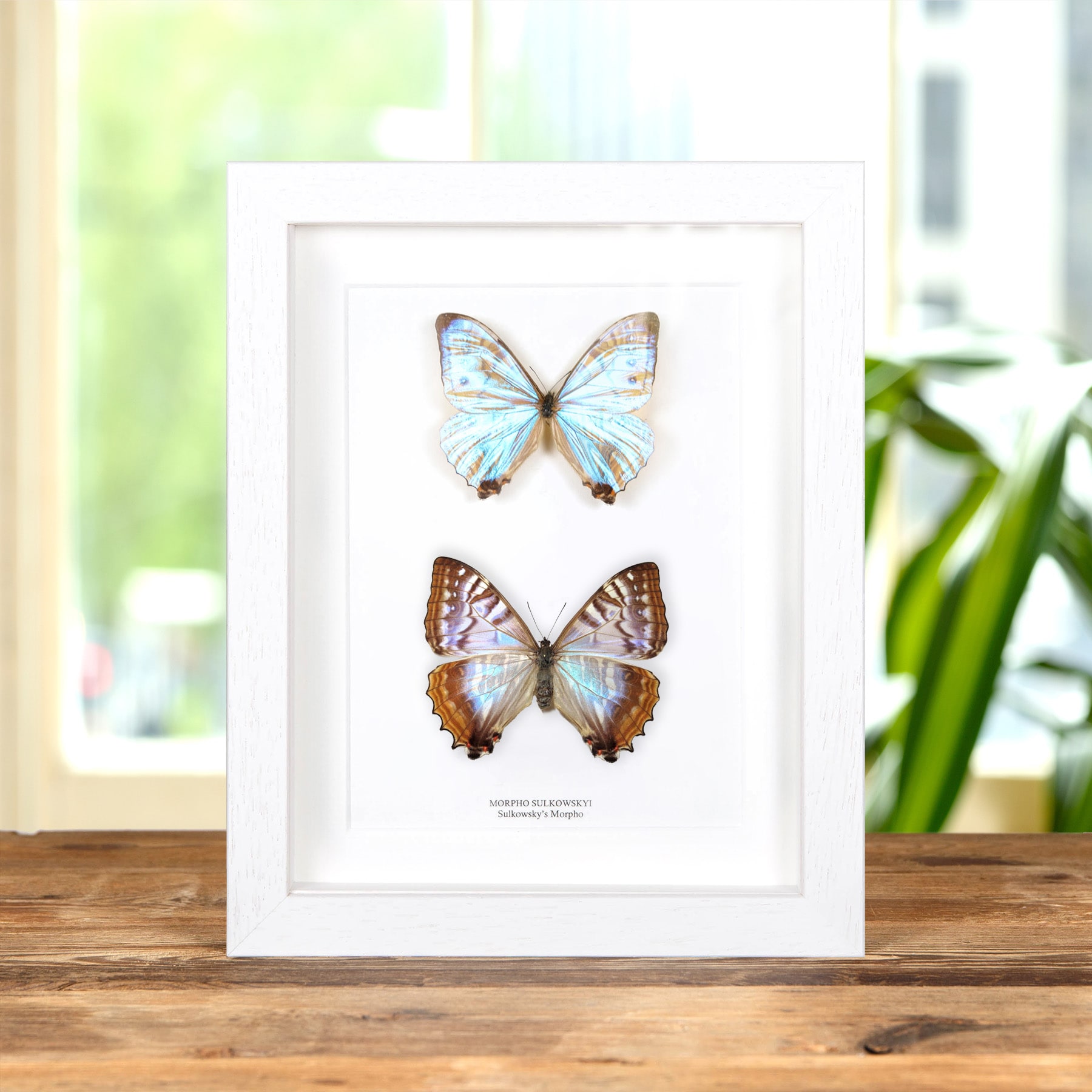 Sulkowsky's Morpho Butterfly Male & Female Pair In Box Frame (Morpho sulkowskyi)