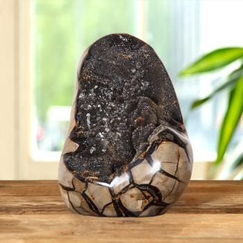 8 inch Polished Dragon Septerye Sauvage Egg