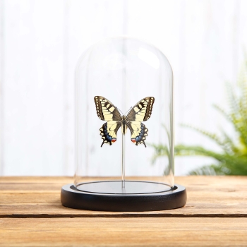 Old World Swallowtail In Glass Dome (Papilio machaon)
