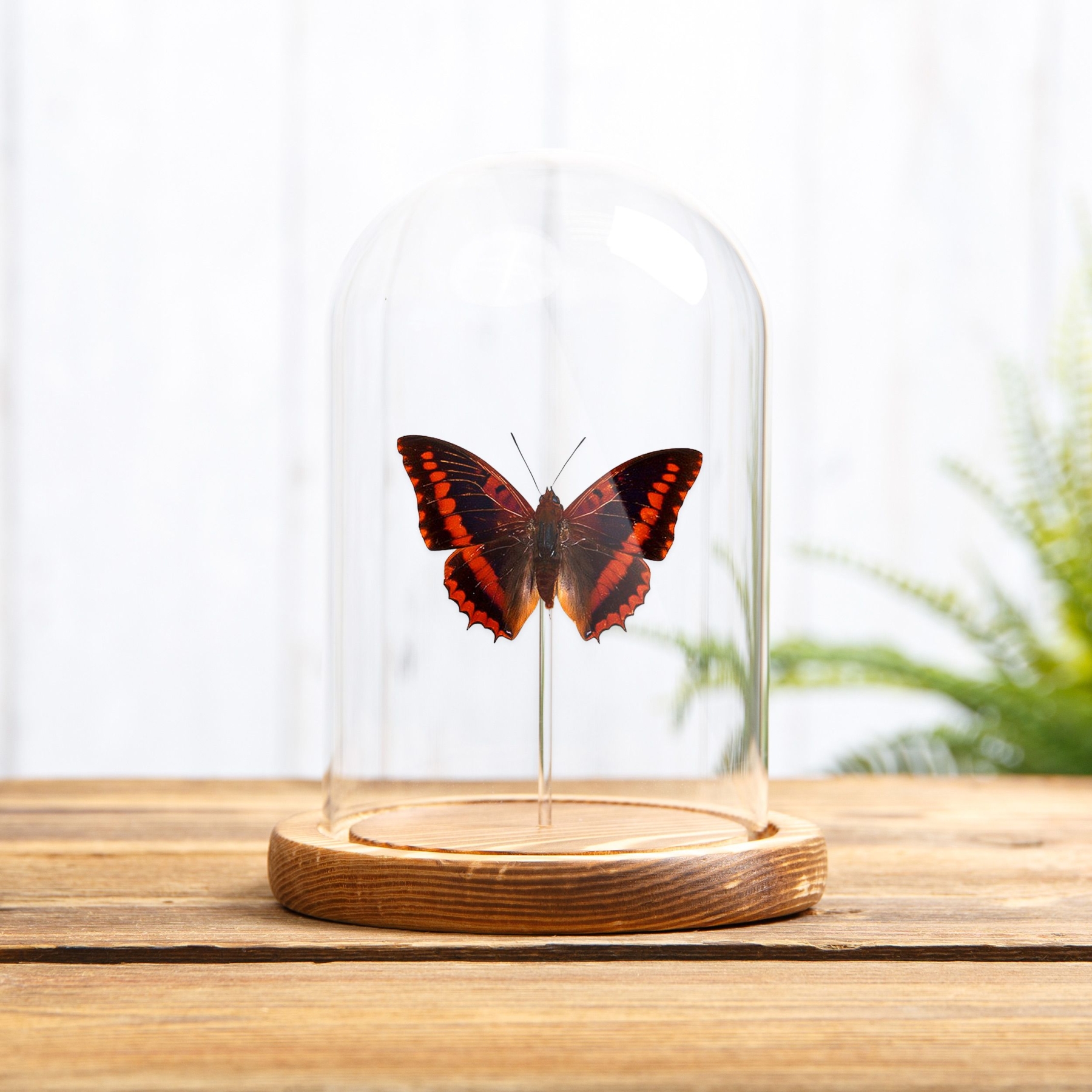 Violet-washed Charaxes In Glass Dome (Charaxes lucretius)