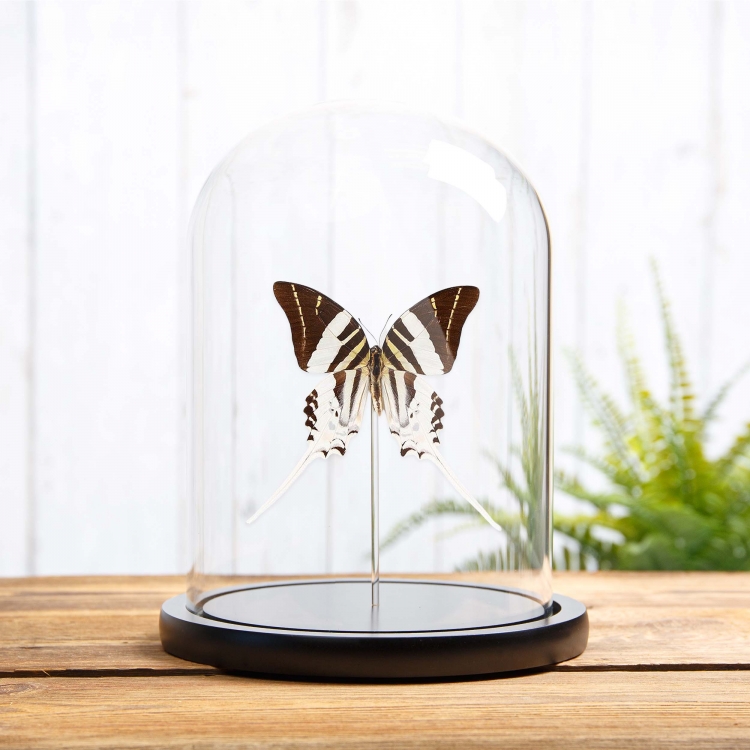 Giant Swordtail Butterfly In Glass Dome (Graphium androcles)