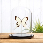 Minibeast African Swallowtail Butterfly In Glass Dome (Papilio dardanus)