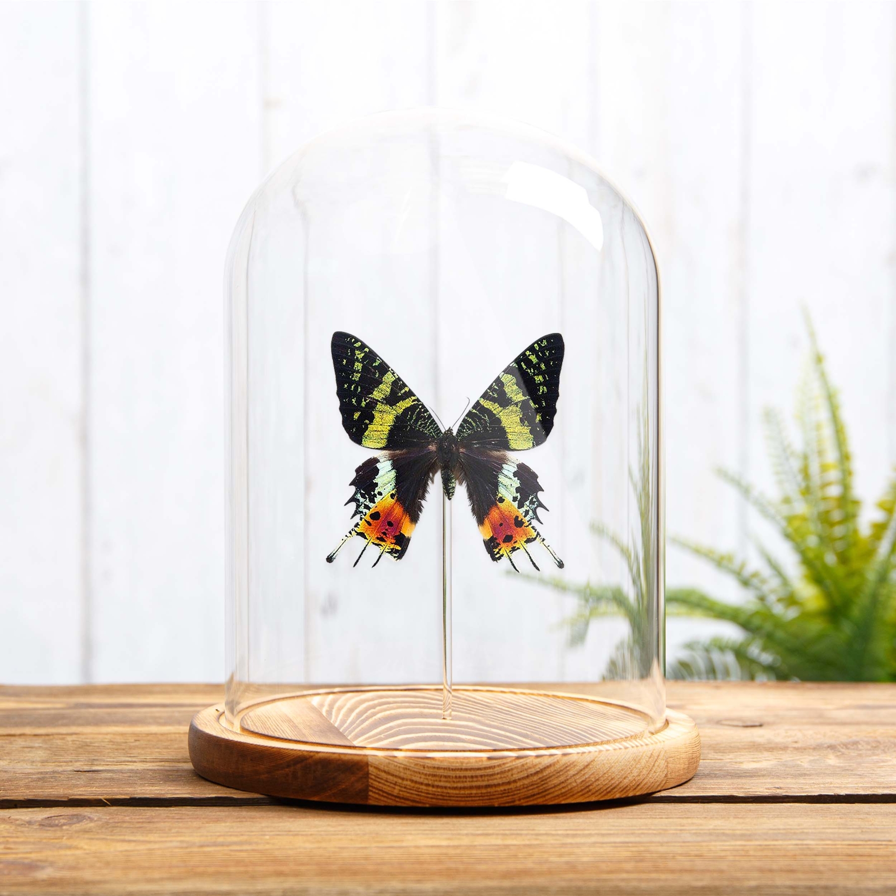 Madagascan Sunset Moth In Glass Dome (Chrysiridia rhipheus)