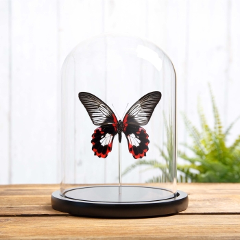 Scarlet Mormon White Form In Glass Dome (Papilio rumanzovia)