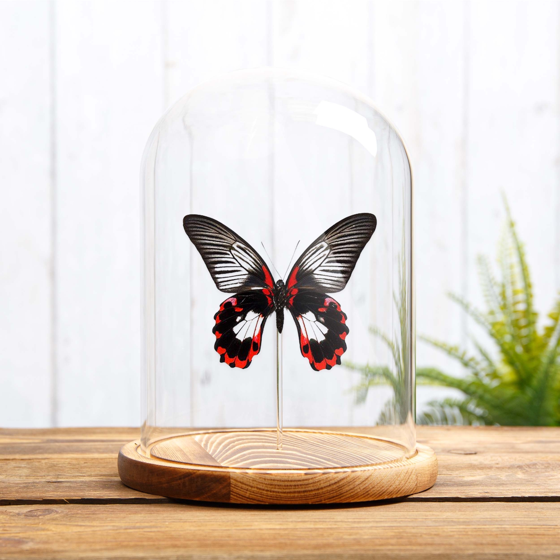 Scarlet Mormon White Form In Glass Dome (Papilio rumanzovia)