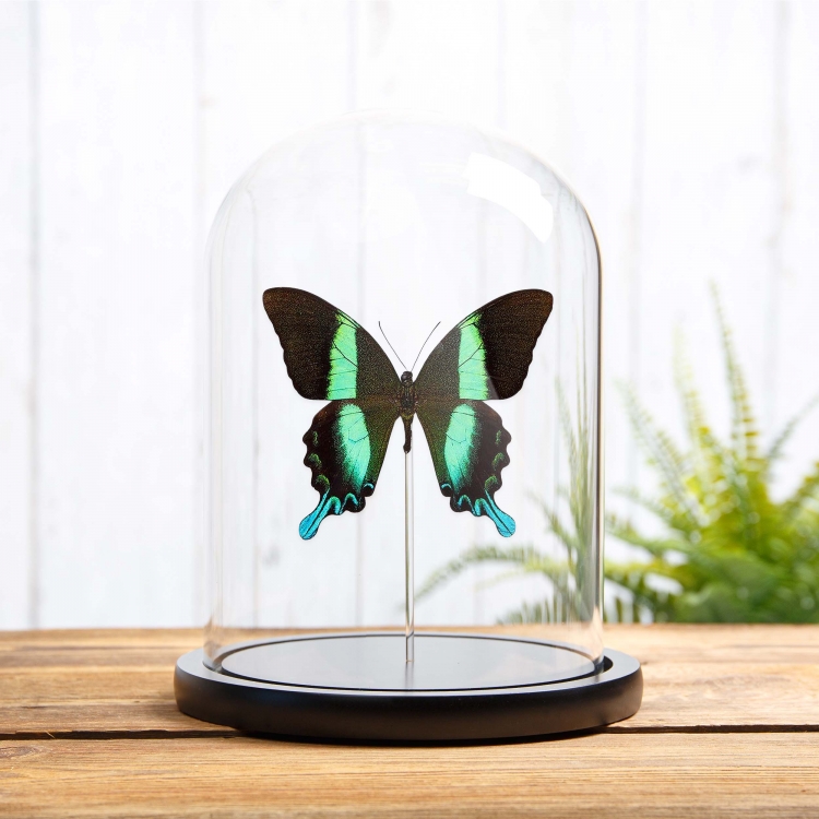The Peacock Butterfly In Glass Dome (Papilio blumei)