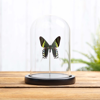 Urania Swallowtail Moth In Glass Dome (Urania leilus)