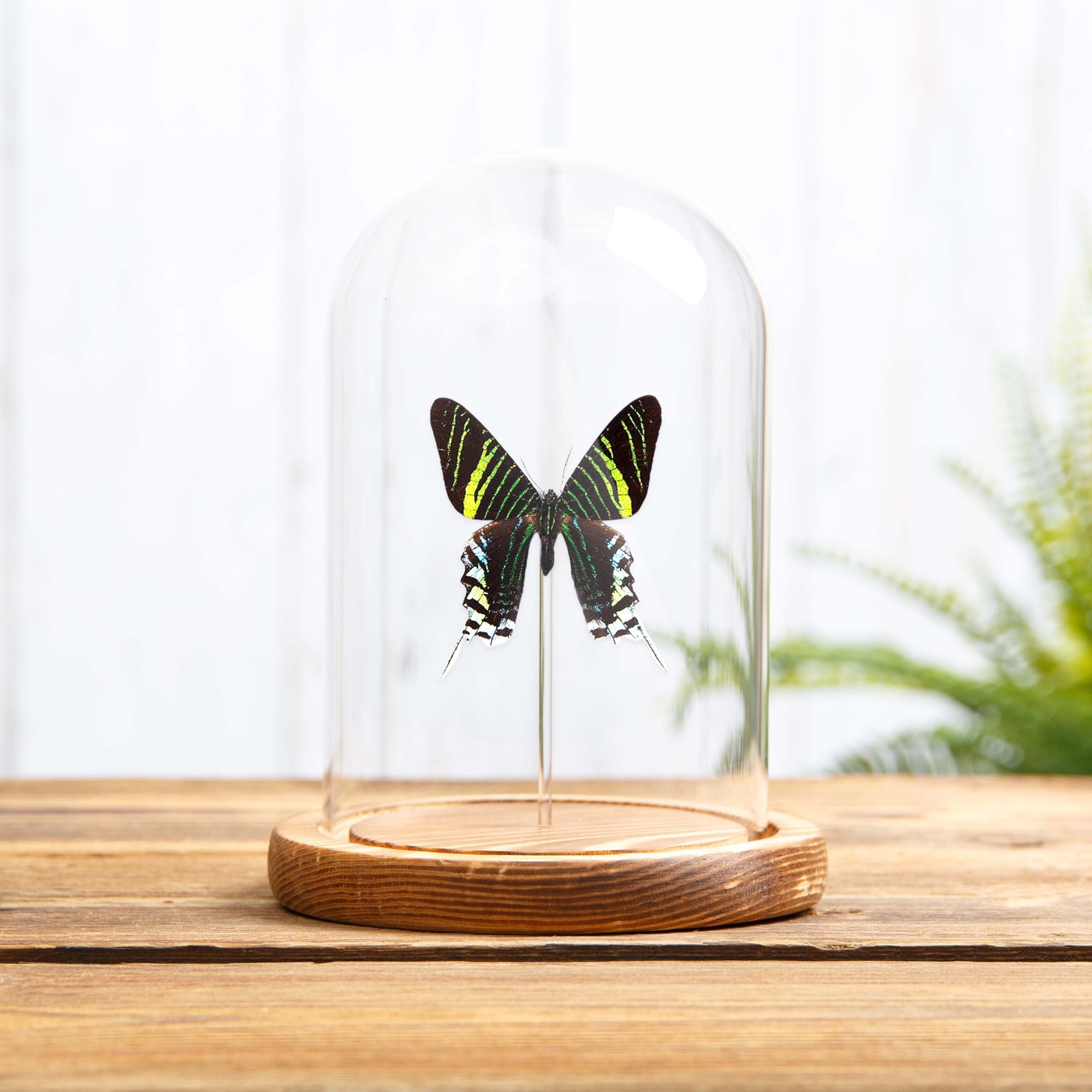 Urania Swallowtail Moth In Glass Dome (Urania leilus)