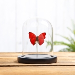 Minibeast Common Red Glider In Glass Dome (Cymothoe coccinata)