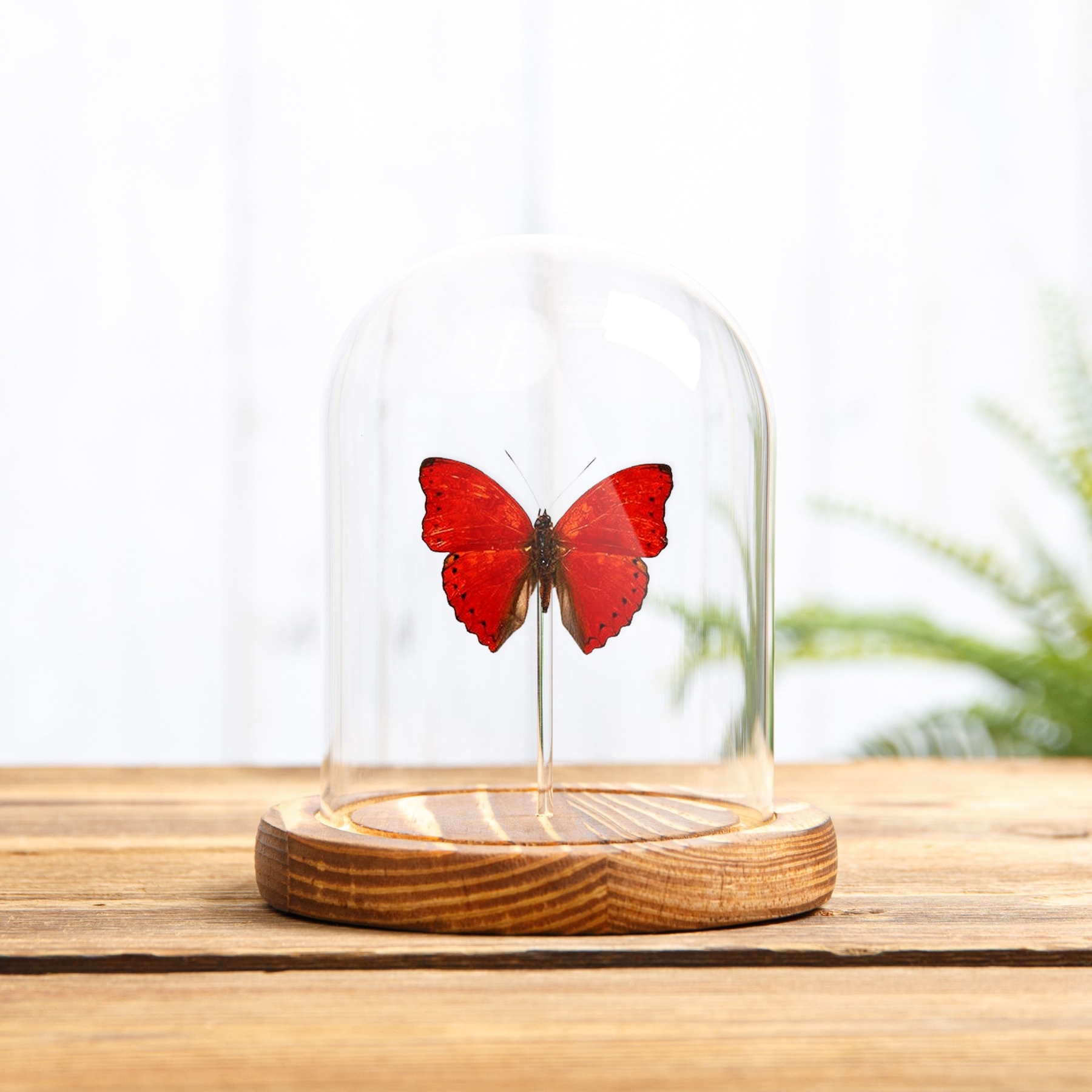 Common Red Glider In Glass Dome (Cymothoe coccinata)