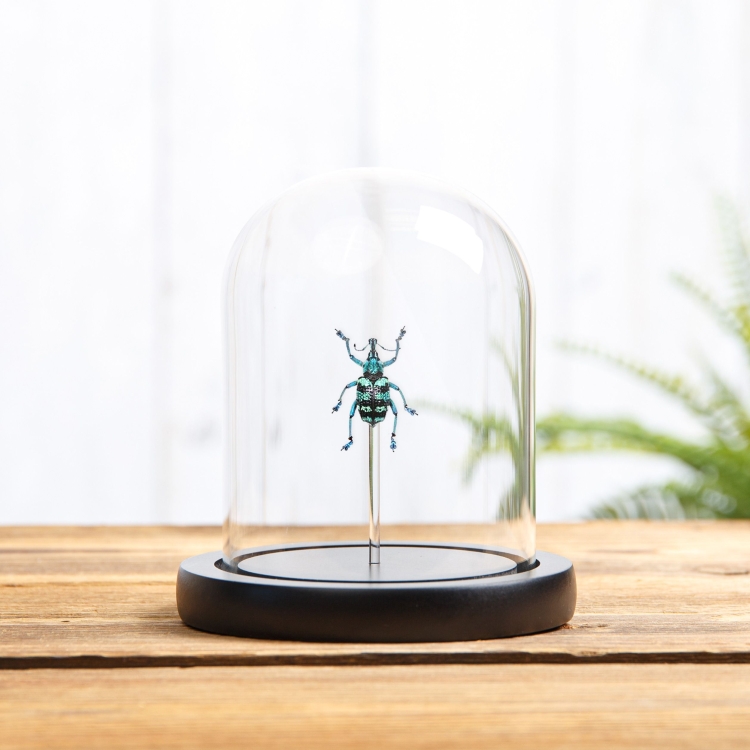 Blue Weevil In Glass Dome (Eupholus linnei)
