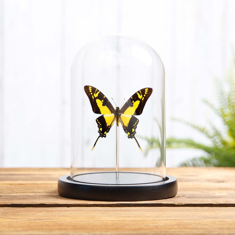 Yellow Swordtail Butterfly In Glass Dome (Eurytides thyastes thyastinus)