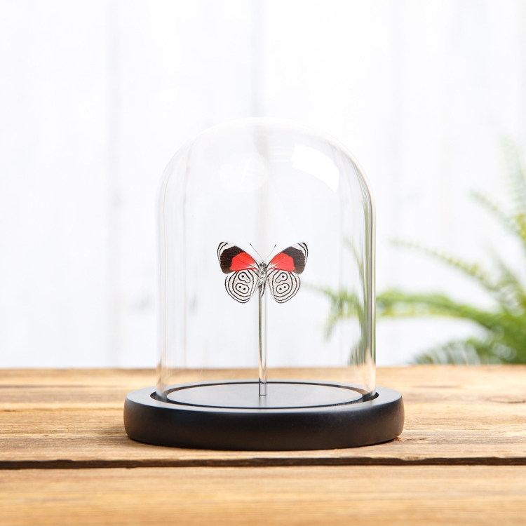 Cramer’s Eighty-Eight Butterfly In Glass Dome (Diaethria neglecta)