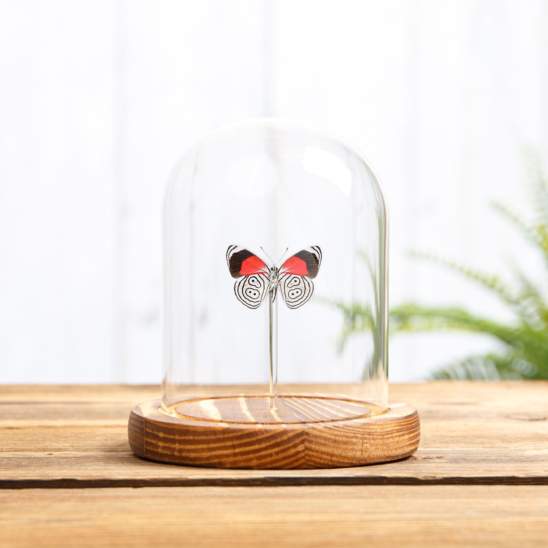 Cramer’s Eighty-Eight Butterfly In Glass Dome (Diaethria neglecta)