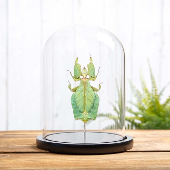 Giant Leaf Insect In Glass Dome (Phyllium giganteum)