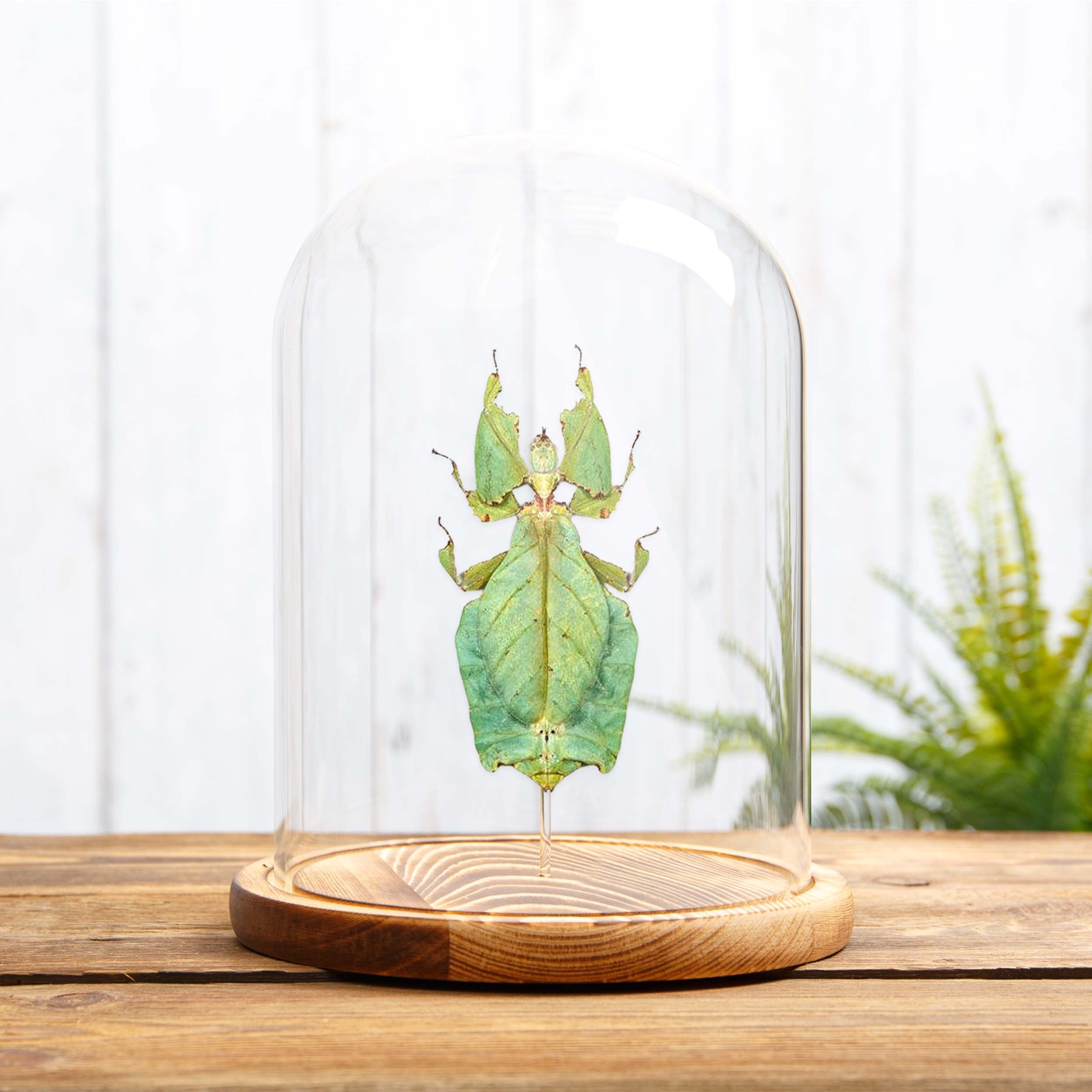 Giant Leaf Insect In Glass Dome (Phyllium giganteum)