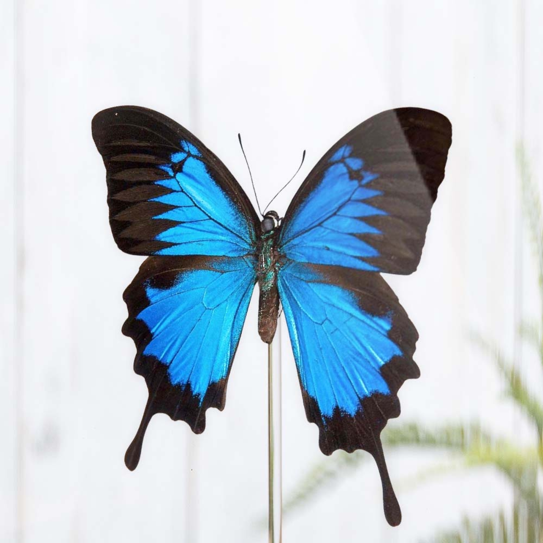 Mountain Blue Swallowtail In Glass Dome (Papilio ulysses)
