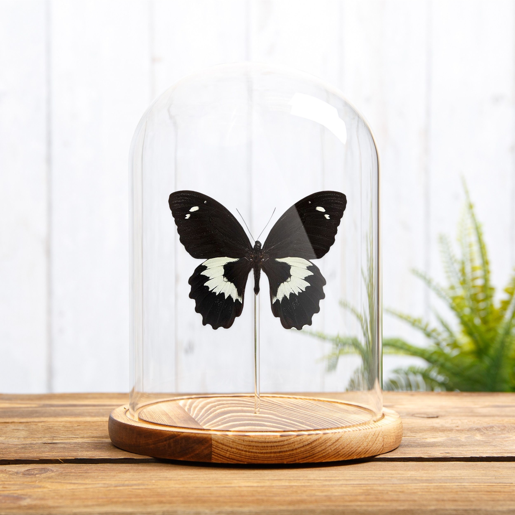 Swallowtail Butterfly In Glass Dome (Papilio gambrisius)