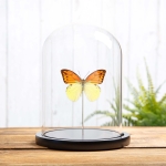 Minibeast Brimstone Wing Butterfly In Glass Dome (Hebomoia leucippe)