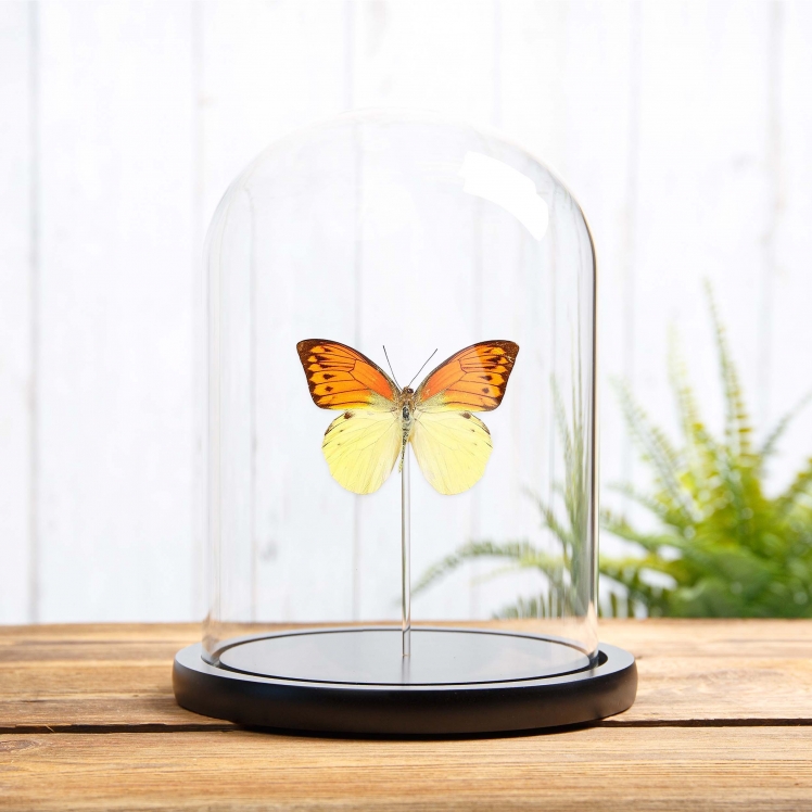 Brimstone Wing Butterfly In Glass Dome (Hebomoia leucippe) Brimstone Wing Butterfly In Glass Dome (Hebomoia leucippe)