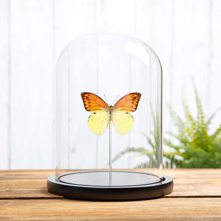 Brimstone Wing Butterfly In Glass Dome (Hebomoia leucippe)