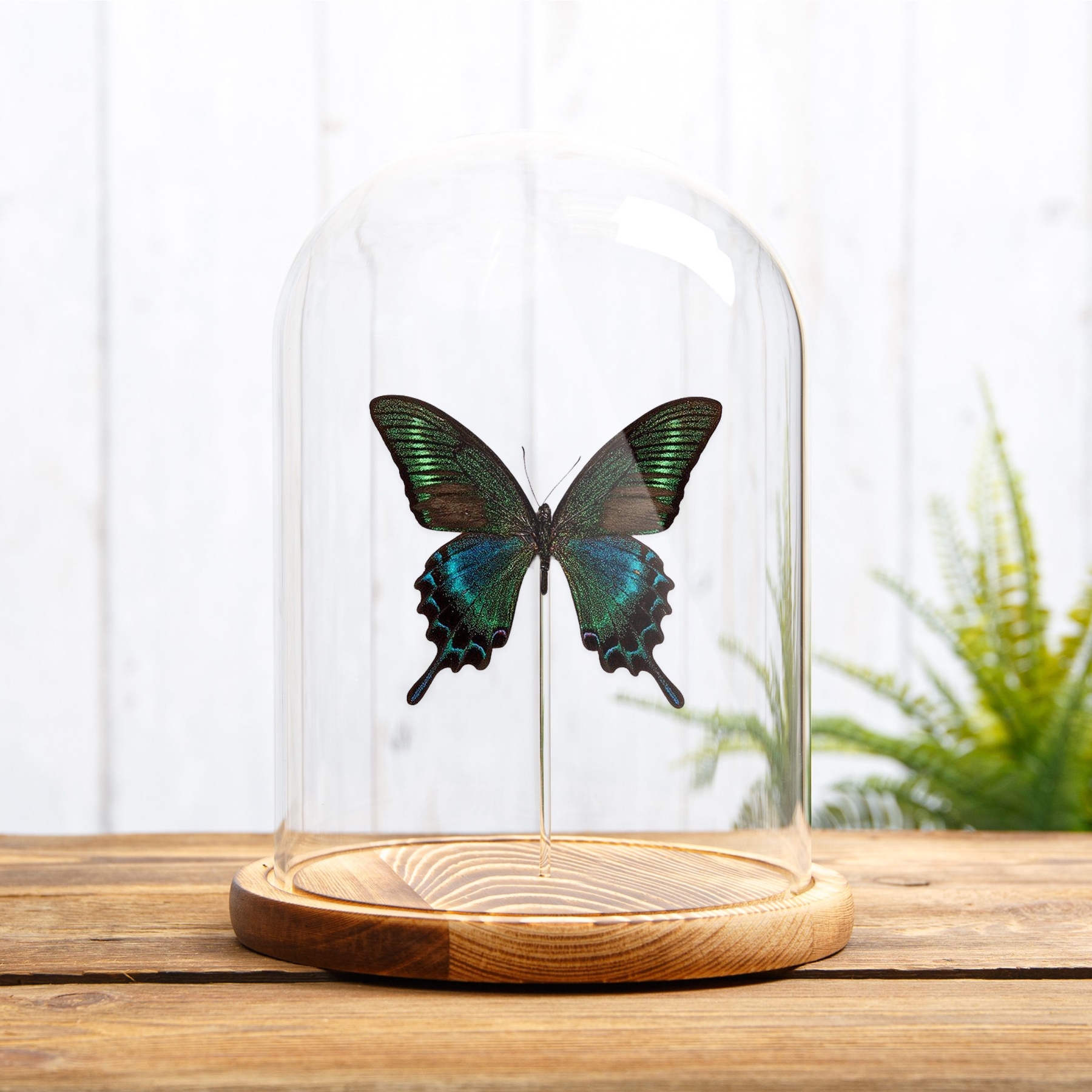 Minibeast Alpine Black Swallowtail Summer Form In Glass Dome (Papilio maackii summer form)