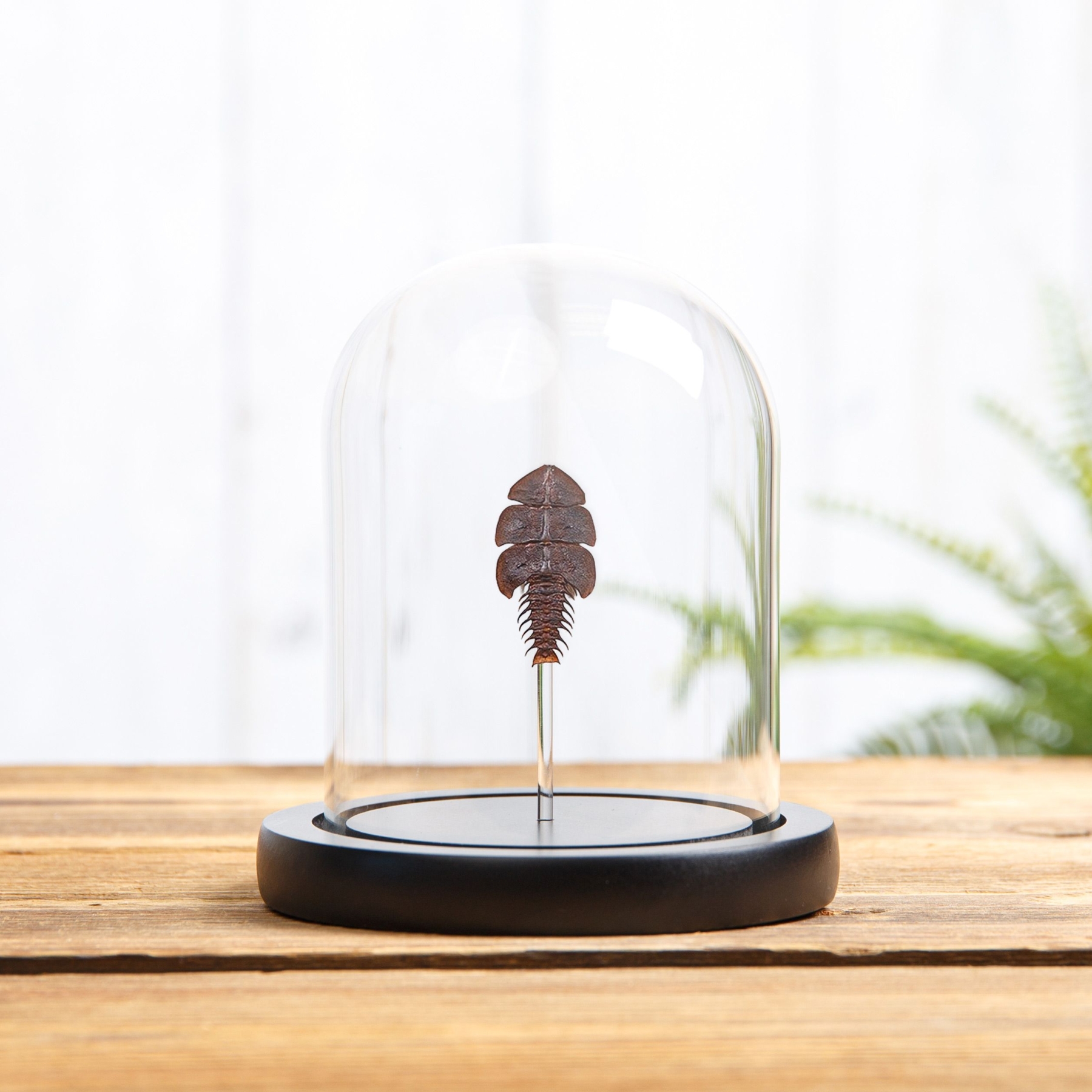 Minibeast Trilobite Beetle In Glass Dome (Platerodrilus ruficollis)