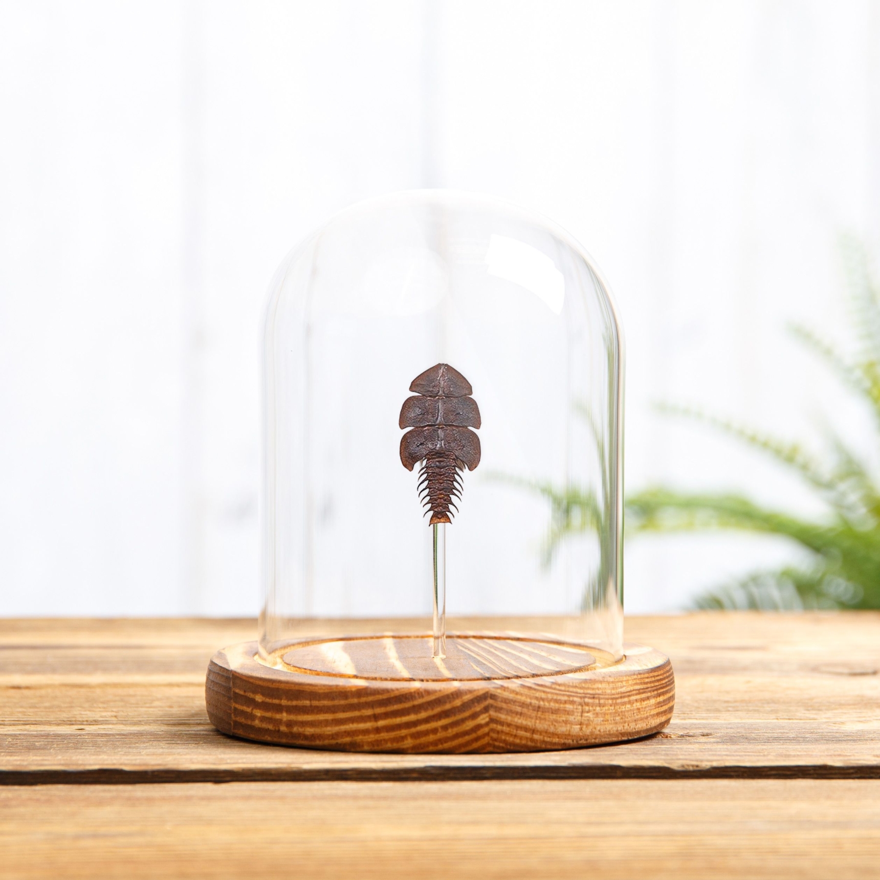 Minibeast Trilobite Beetle In Glass Dome (Platerodrilus ruficollis)