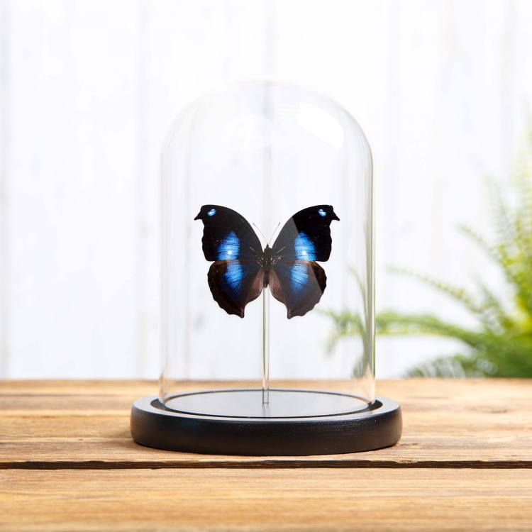 Great Blue Moonset Butterfly In Glass Dome (Napeocles jucunda) Great Blue Moonset Butterfly In Glass Dome (Napeocles jucunda)