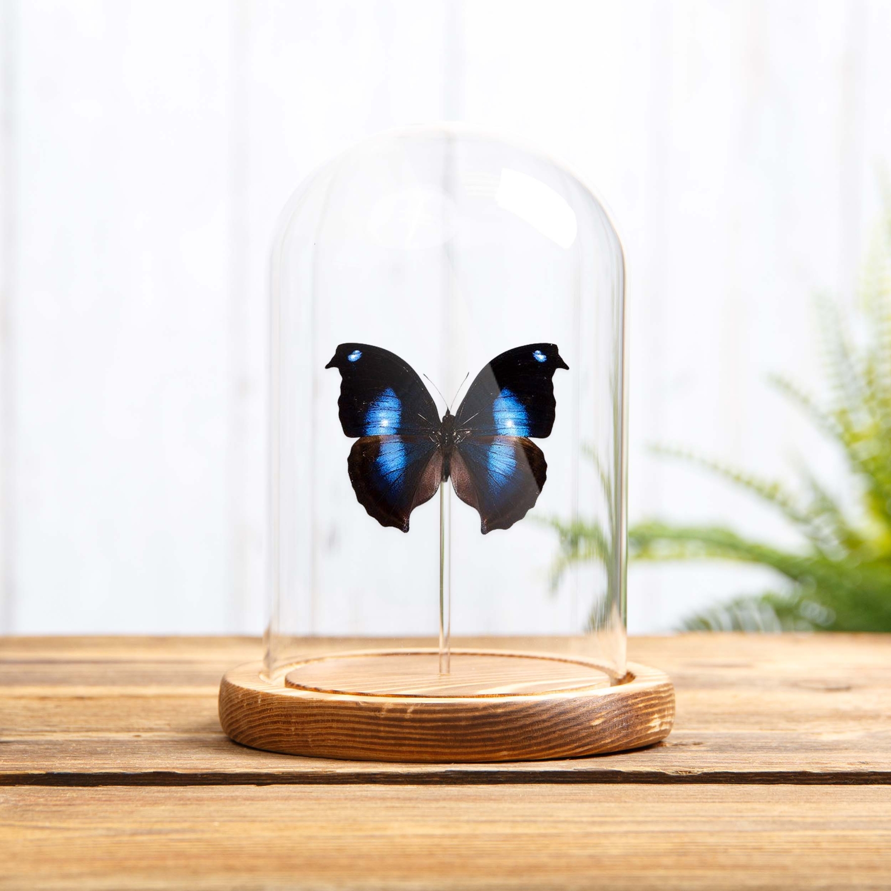 Minibeast Great Blue Moonset Butterfly In Glass Dome (Napeocles jucunda)