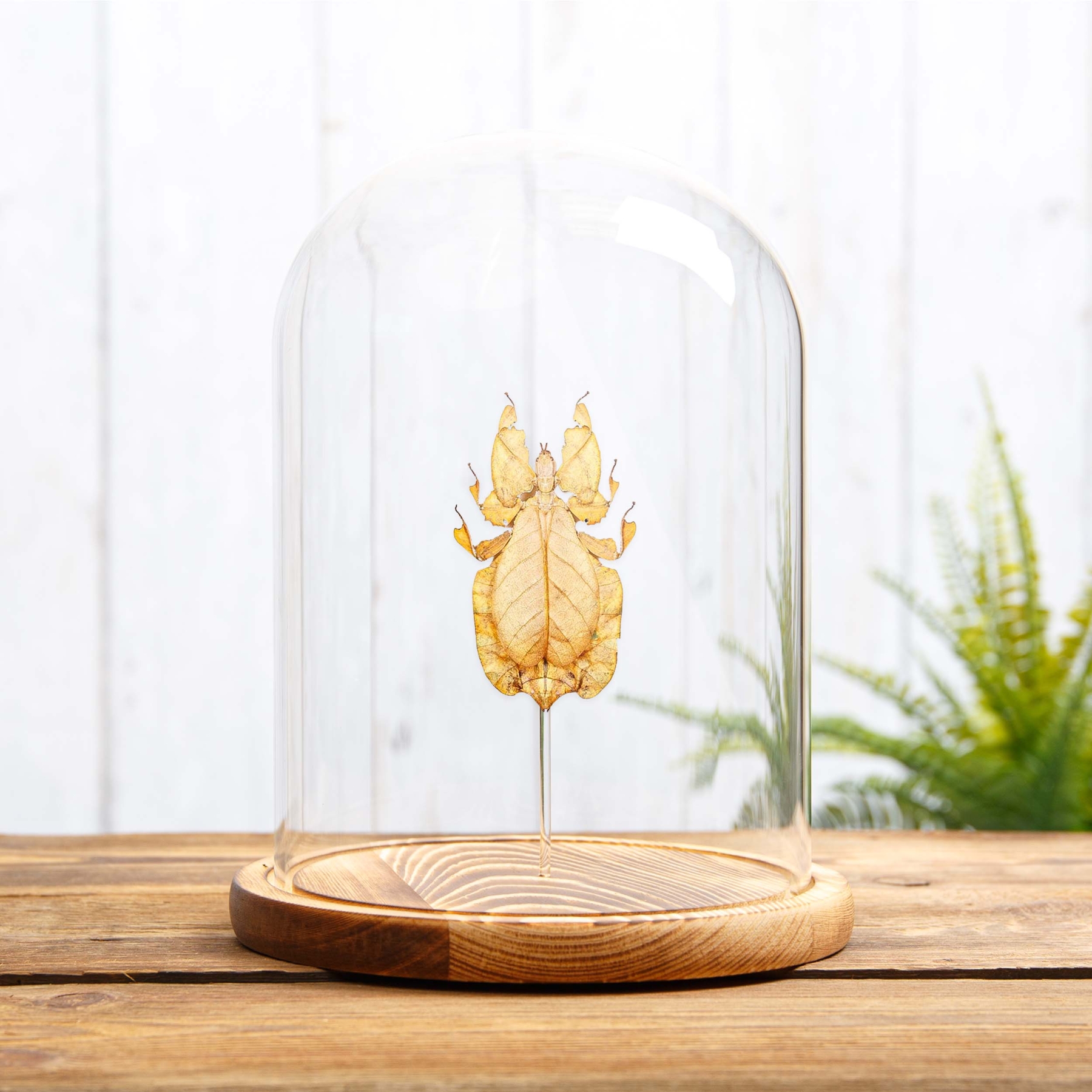 Gray's Leaf Insect Orange Form In Glass Dome (Phyllium bioculatum)