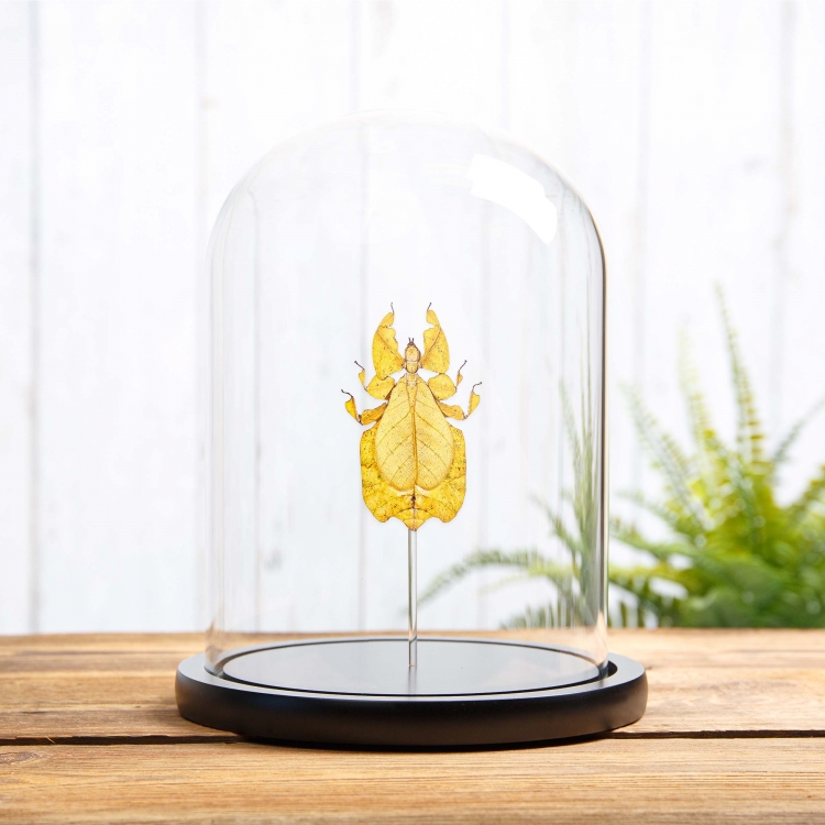 Gray's Leaf Insect Yellow Form In Glass Dome (Phyllium bioculatum)