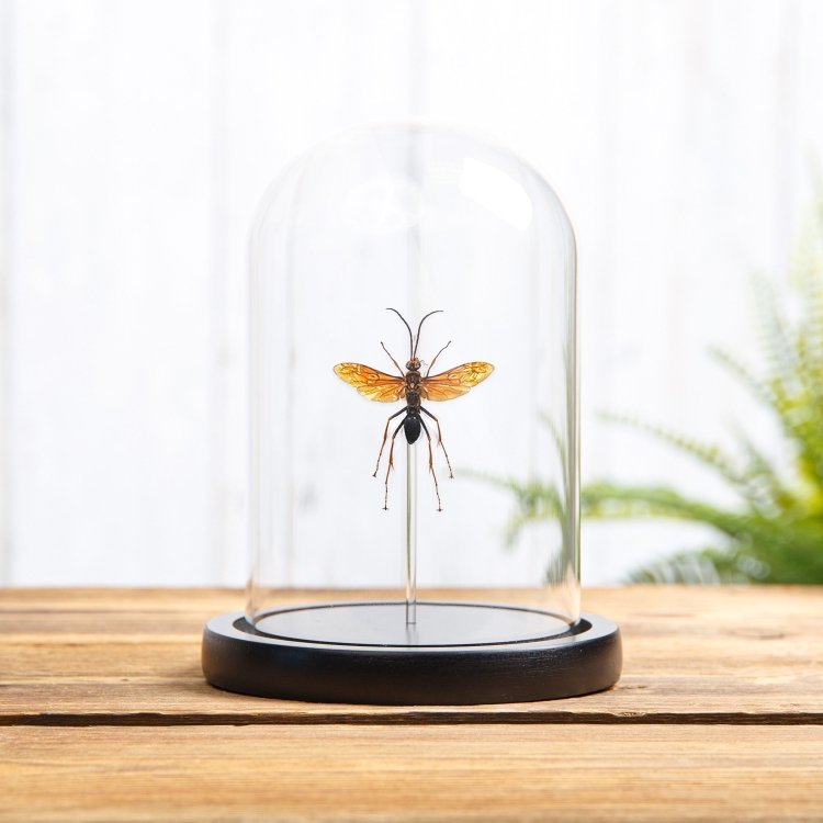 Large Pepsine Spider Wasp In Glass Dome  (Hemipepsis sp)