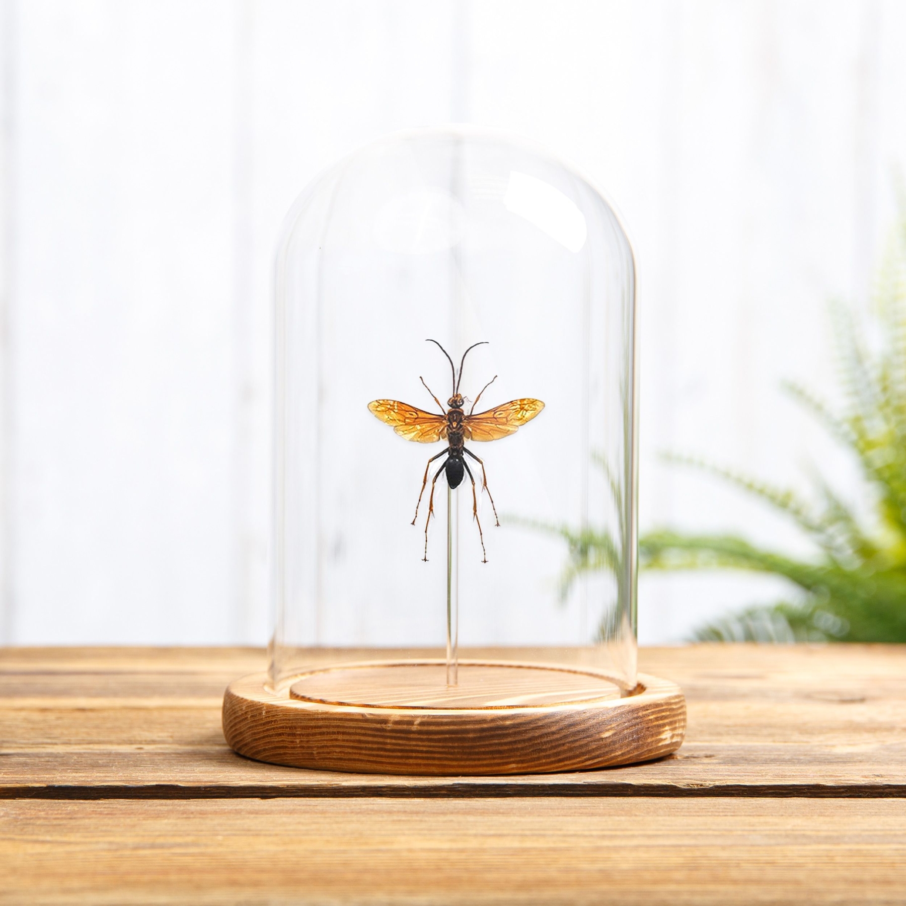 Large Pepsine Spider Wasp In Glass Dome (Hemipepsis sp) Large Pepsine Spider Wasp In Glass Dome (Hemipepsis sp)