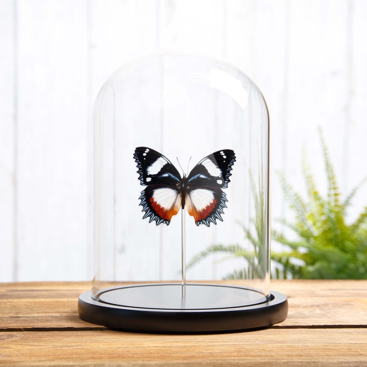 Madagascar Diadem In Glass Dome (Hypolimnas dexithea)