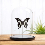 Minibeast The Black & Yellow Swallowtail In Glass Dome (Papilio hesperus)