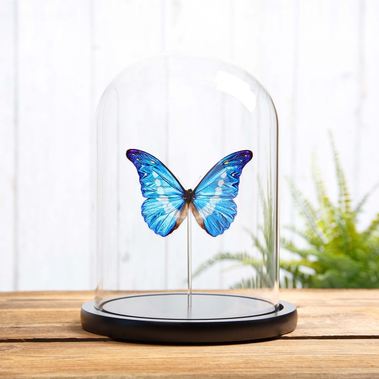 Helena Morpho Butterfly In Box Frame (Morpho rhetenor helena)