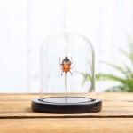 Minibeast Man-faced Stink Bug In Glass Dome (Catacanthus incarnatus)