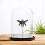 Minibeast Metallic wood-boring Beetle In Glass Dome (Megaloxantha bicolor)