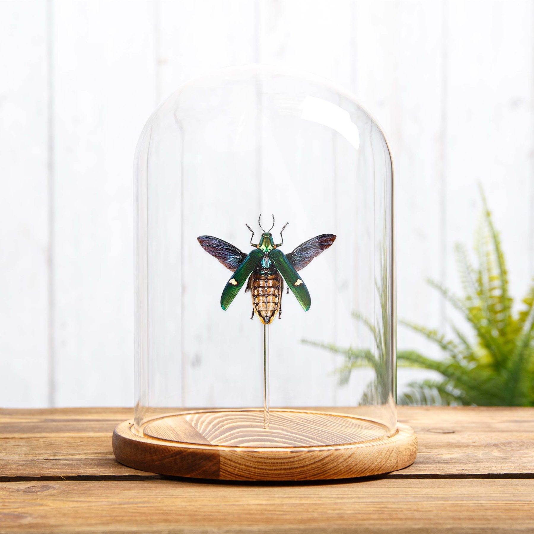 Metallic wood-boring Beetle In Glass Dome (Megaloxantha bicolor)