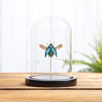 Malagasy Jewel Beetle In Glass Dome (Polybothris sumptuosa)