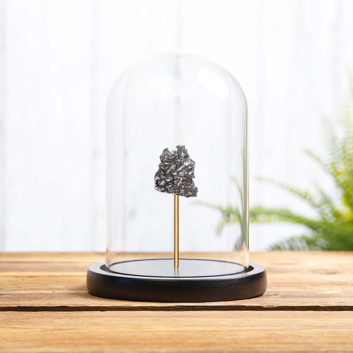 Minibeast Campo del Cielo Meteorite 30-40g in Glass Dome with Wooden base