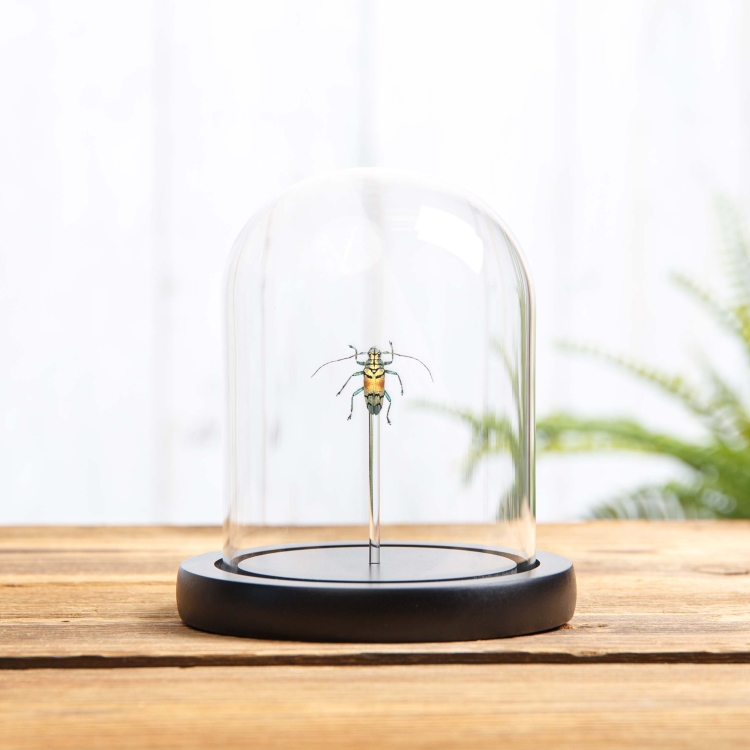 Gold Longhorn Beetle In Glass Dome (Tmesisternus rafaelae)